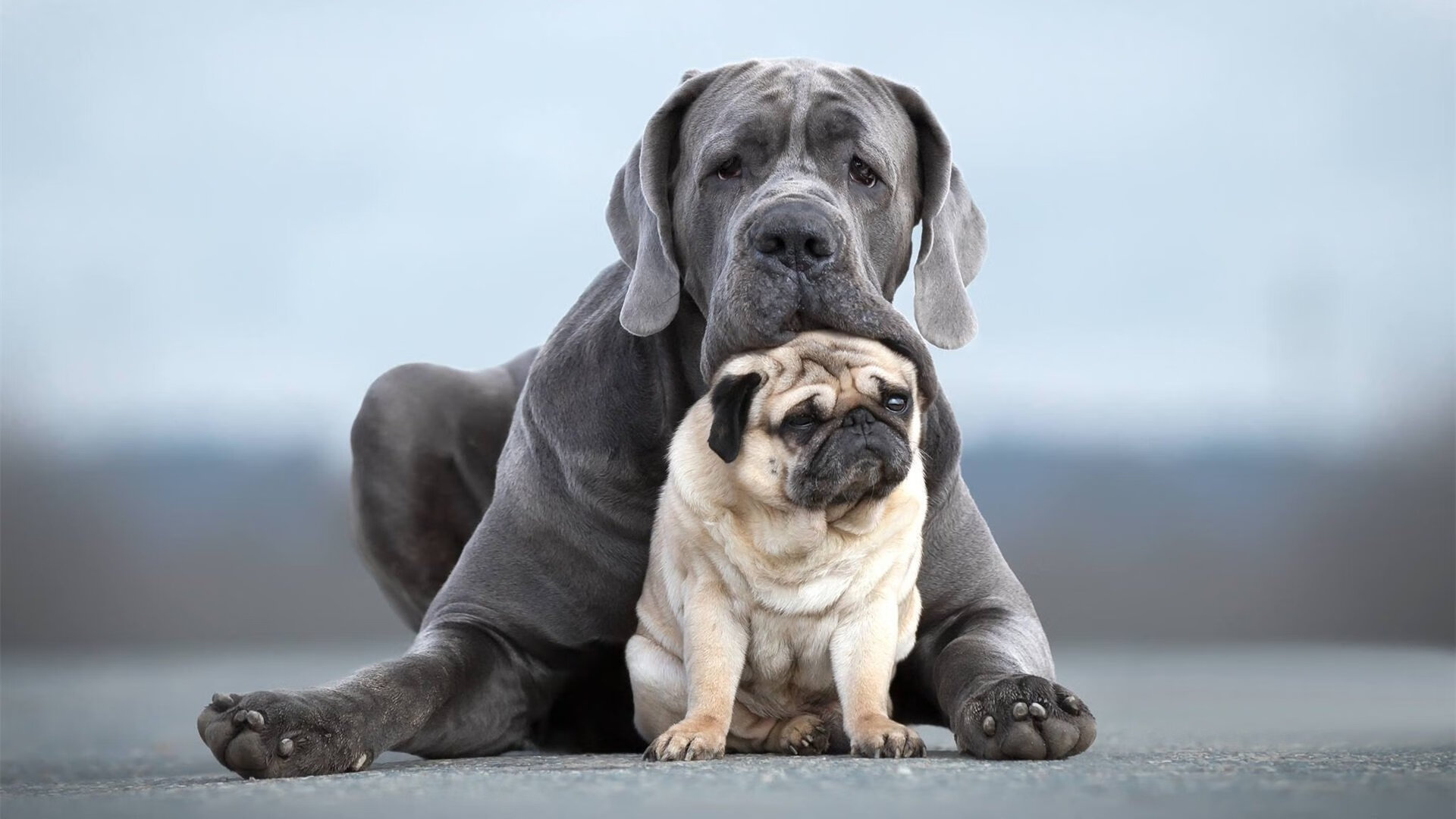“法甲豪门鏖战,场面火爆”,法甲 豪门