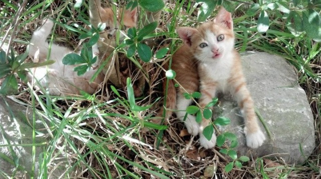 “跨越年度,传奇赛事再现经典”,传奇比赛视频直播