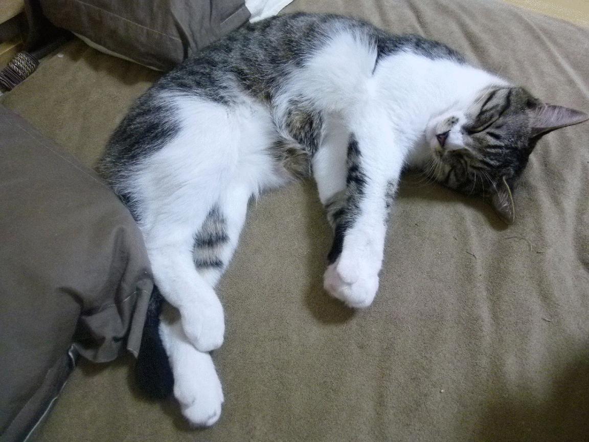 品牌授权合作推动中国特色体育产业多元化发展，体育品牌文化