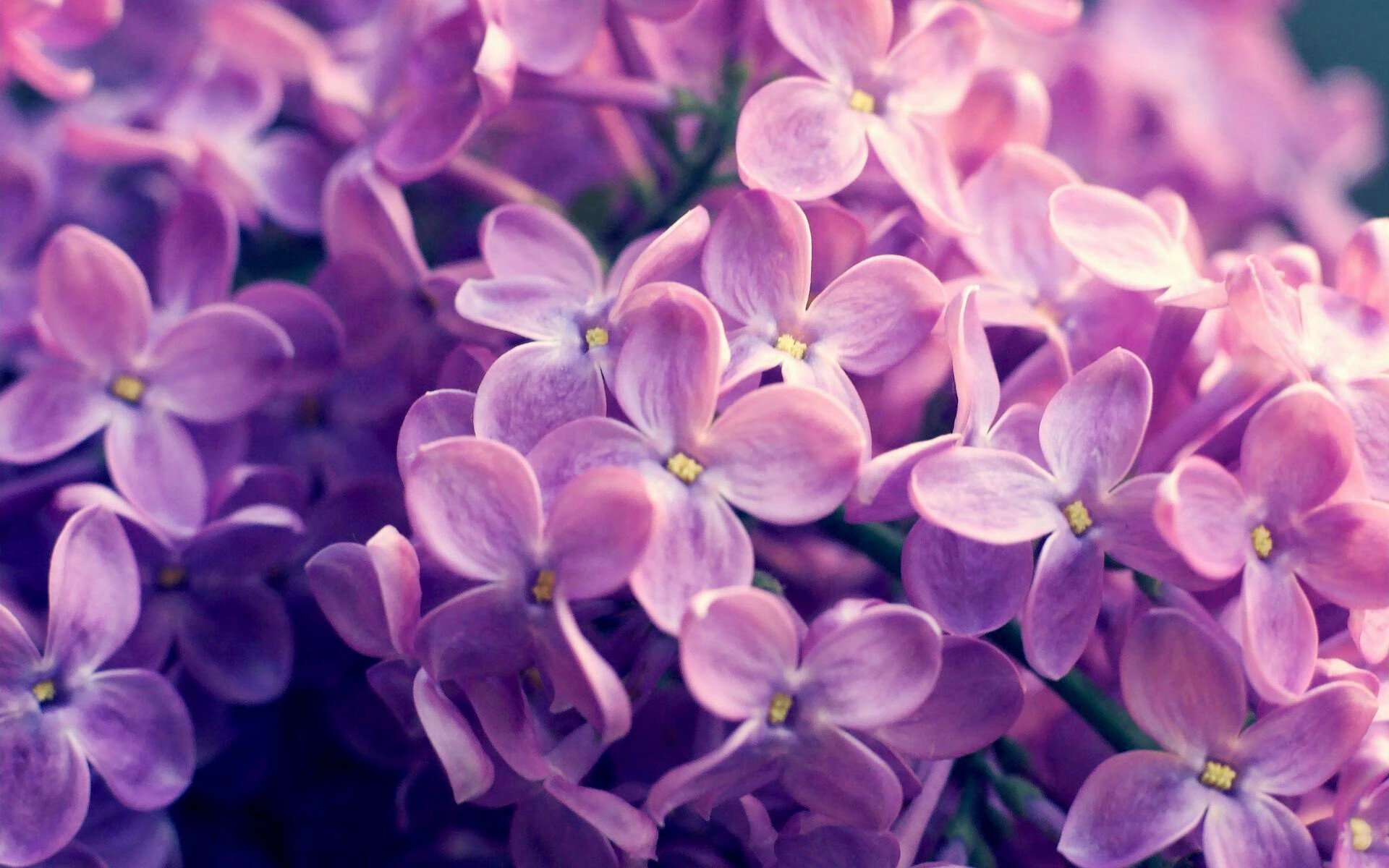 哈兰德多场破门，英超头号射手继续领跑，哈兰德 英格兰队