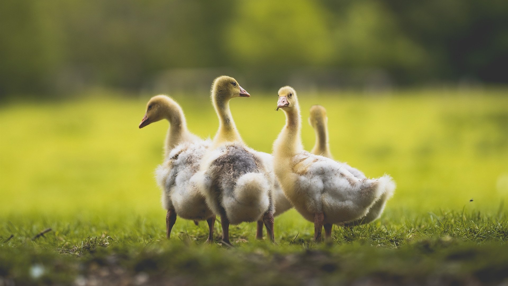 哈兰德新赛季第20球，继续领跑英超射手榜，哈兰德最新转会