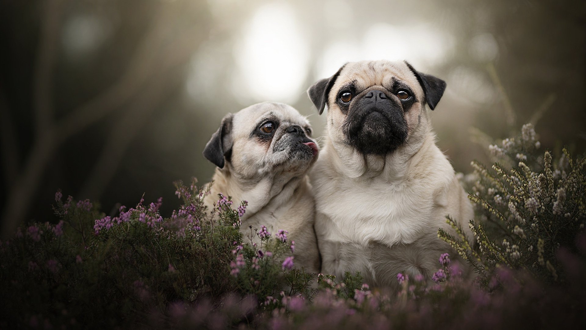 团队火力：北京队助攻竟高达23次，配合天衣无缝！，北京队球员介绍