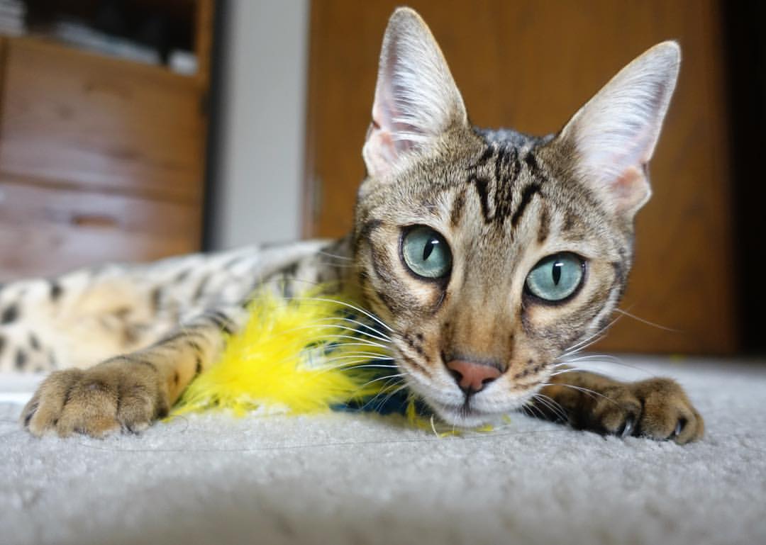 JIUYOU GAMING-“基层足球基础设施不断完善，青少年足球热情高涨”，青少年足球训练指导思想