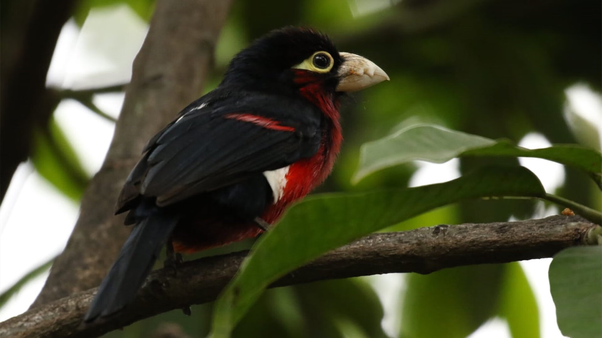 “基层足球振兴工程持续推进,普及基层青训”,足球要从基层抓起