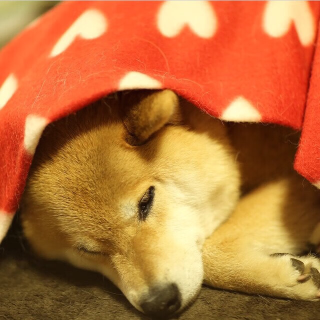 “基层足球推广项目不断深入，青少年免费培训受欢迎”，开展青少年足球培训需要什么资质