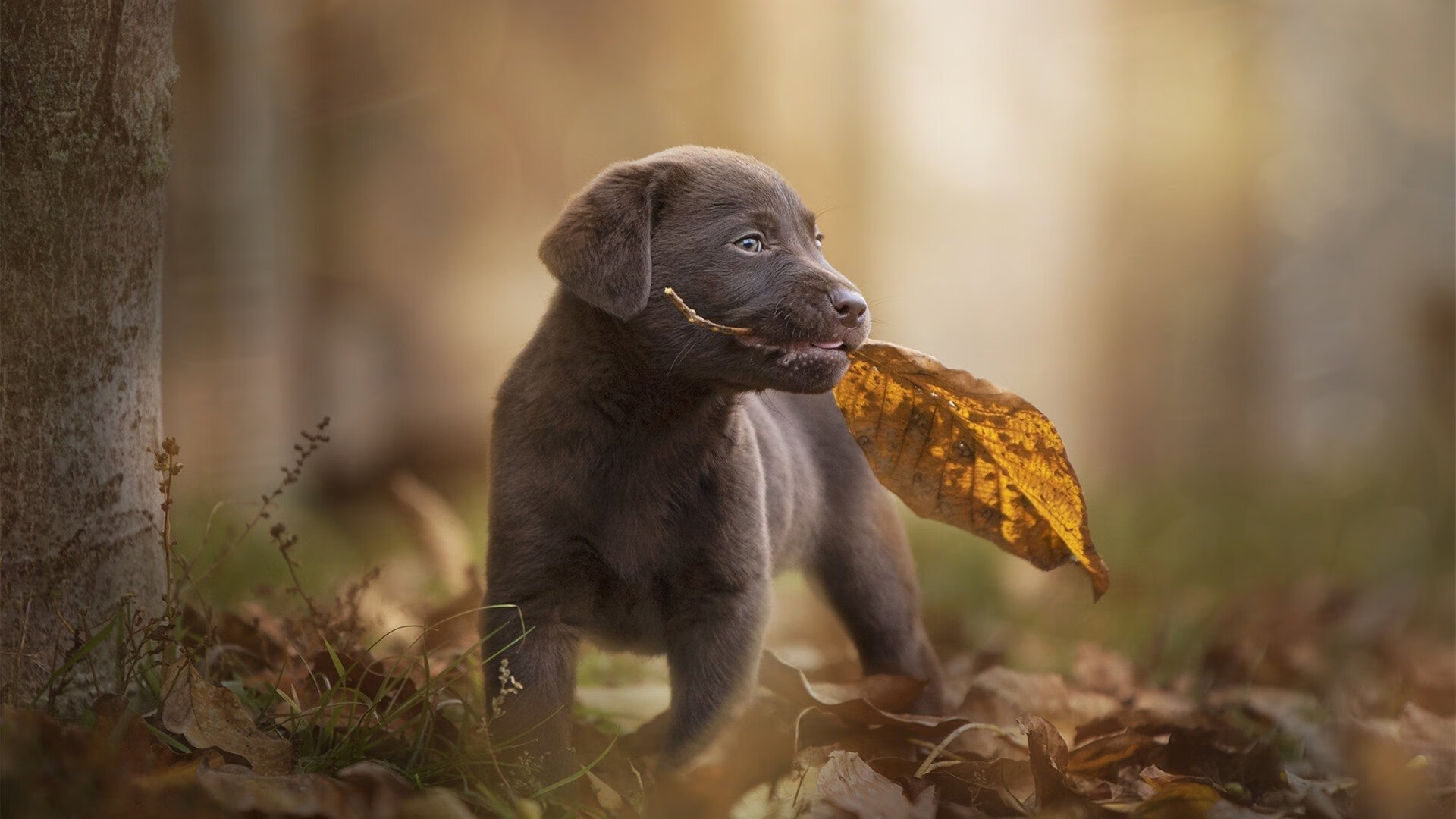 “极速穿越极限,惊心动魄一瞬间”——WRC年度最燃超车大典,wrc经典赛车