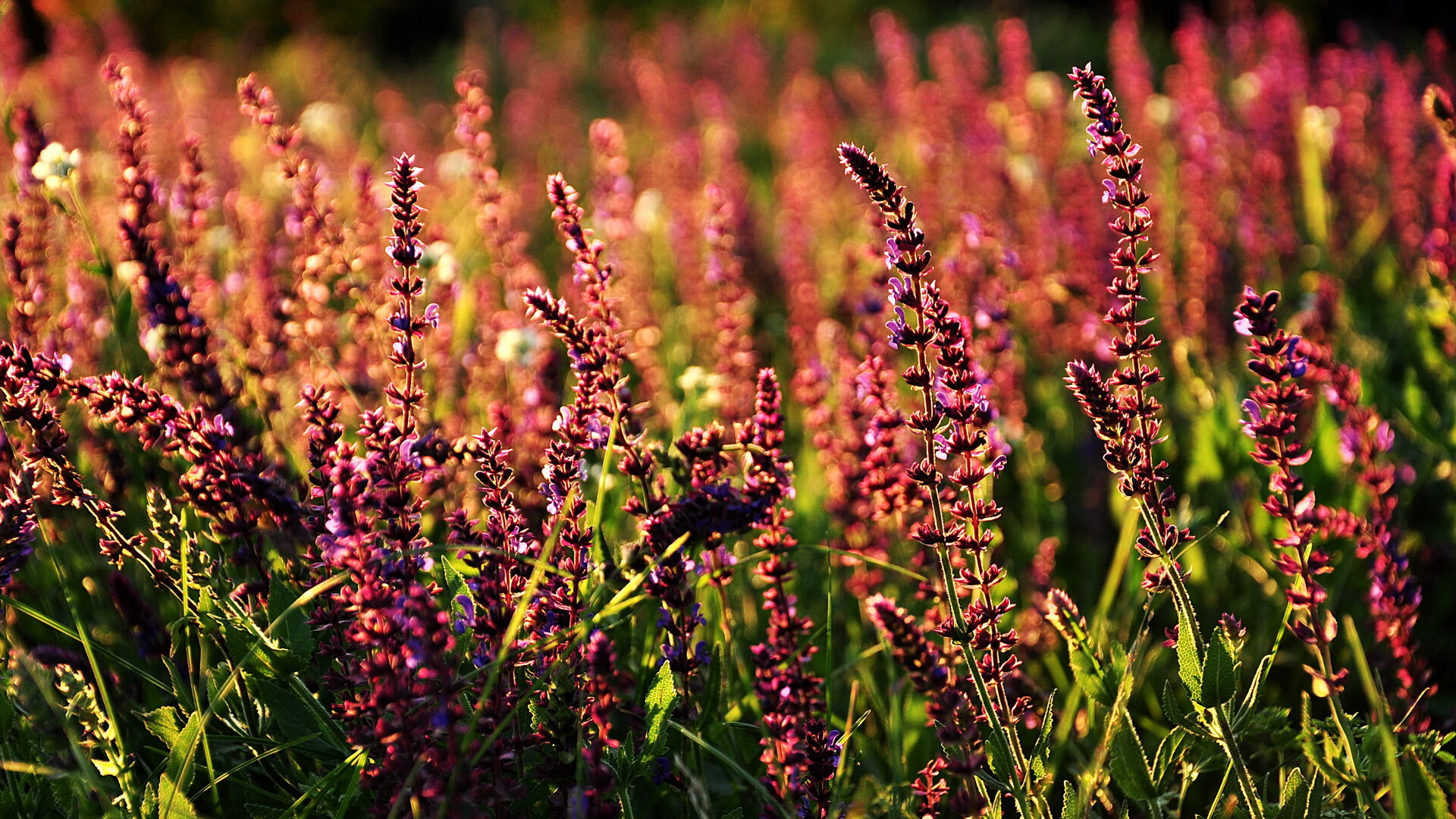 “法甲豪门奋战,冠军归属悬念未减”,法甲豪门有哪些球队