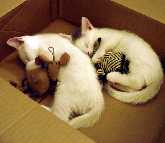 九游电脑版-“荒漠之王”崛起！——沙丘上演的生死对决，沙漠之山