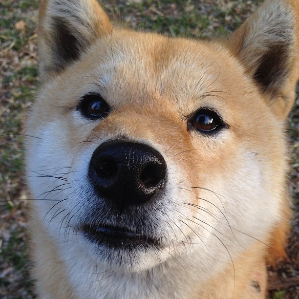 九游-“足球文化节：全民参与，共享足球乐趣”，足球文化节内容怎么写