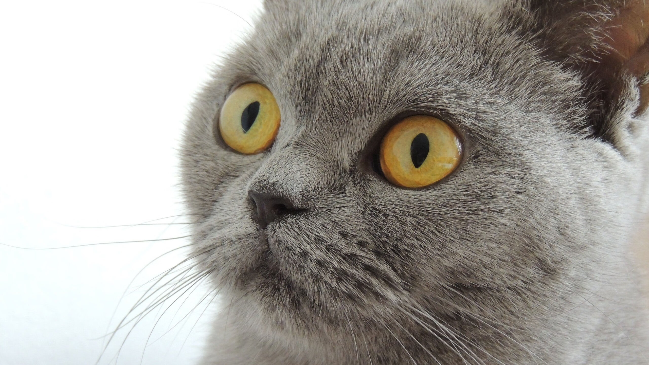 九游app下载中心-《Ning：从新人到核心，电竞之路勇者无惧》，电竞勇者ez价格