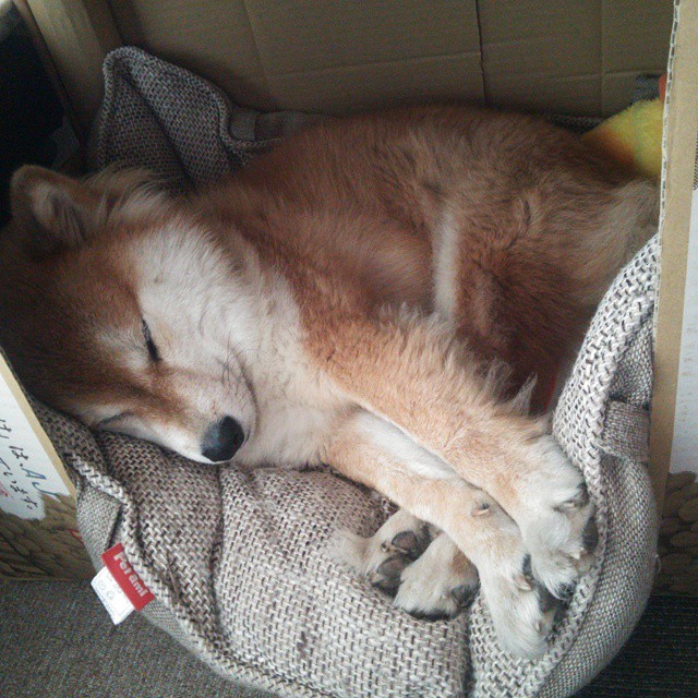 九游网游官网-《Ning：新星崛起，成为LOL中场战术核心》