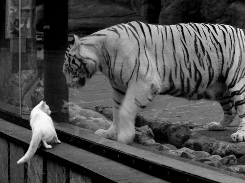 九游娱乐官网 (JIUYOU)-《虚拟现实（VR）与电竞深度融合，引领未来发展方向》，虚拟现实和vr的区别