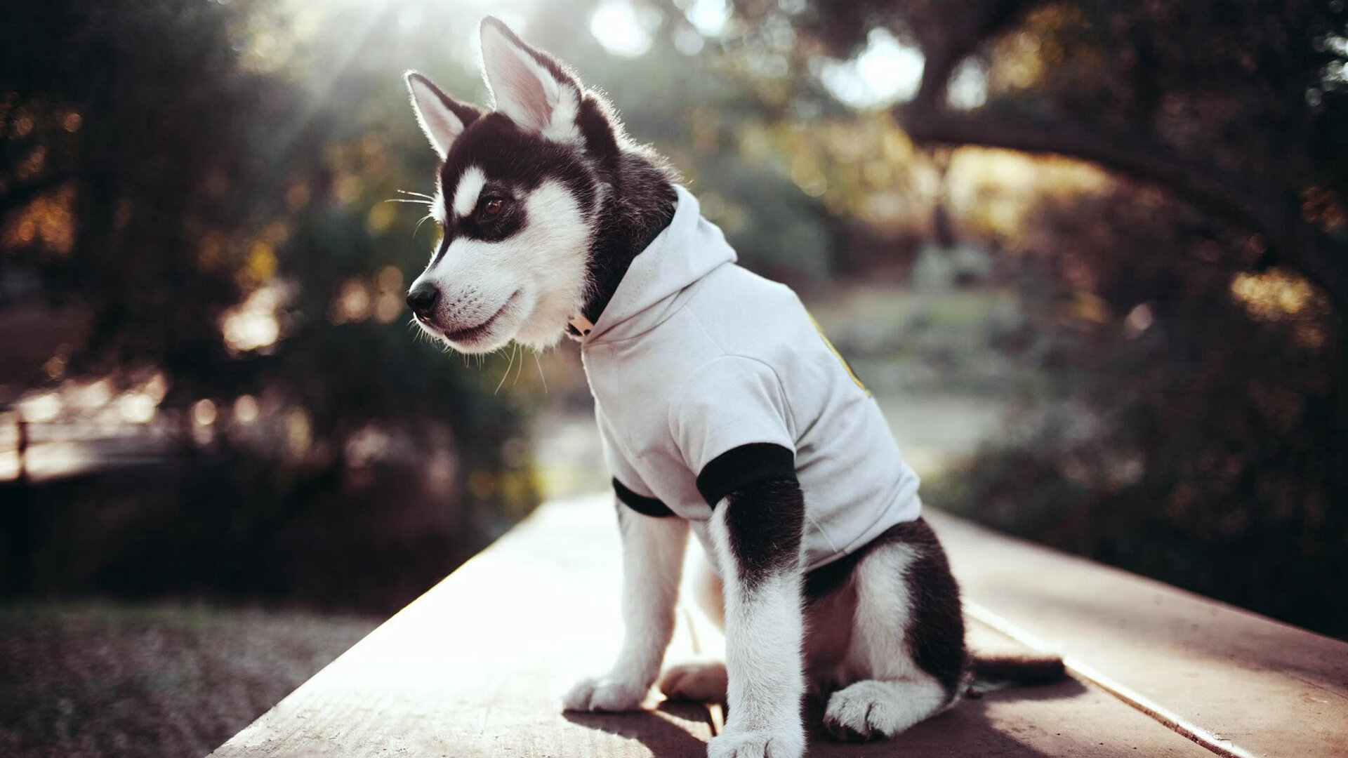 《高校联盟联手:推动校园电竞竞技发展》,高校联盟游戏