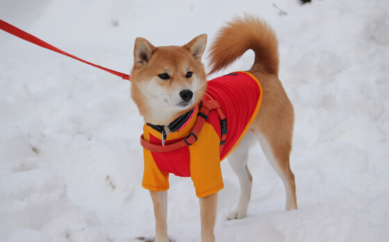 【防守布局演变】最新科技带来的防守思路创新,什么是防守技术
