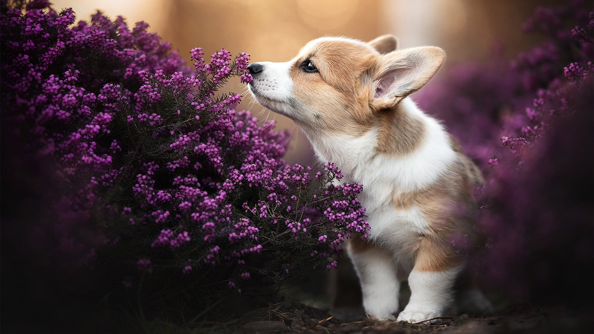 九游APP官网-世界电竞联盟成立，总部设在新加坡，世界电竞联盟成立,总部设在新加坡吗