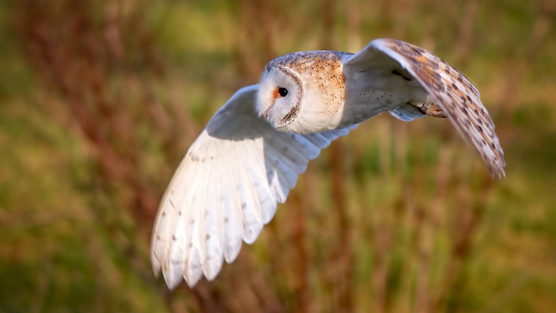 关键数据:助攻、篮板、命中率持续领先!,得分篮板助攻