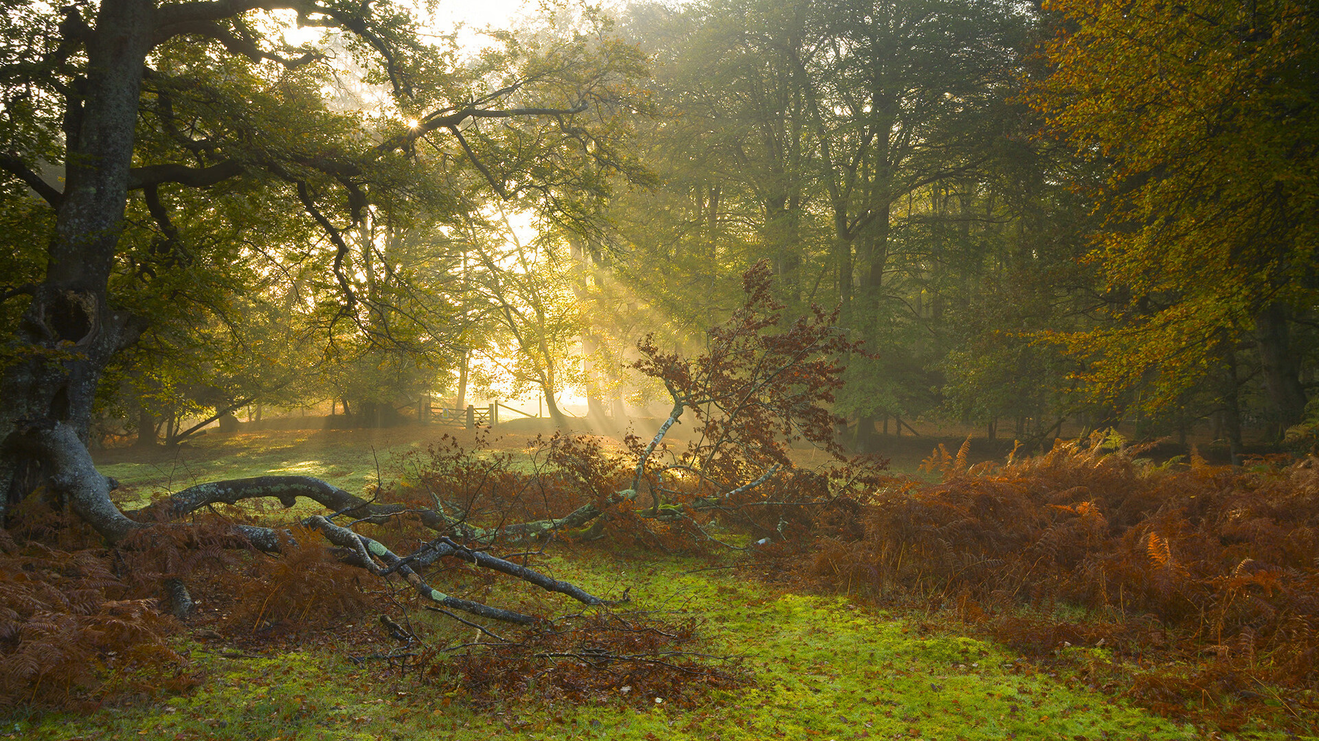 史上最年轻“冠军得主”首次亮相欧冠,最年轻的欧冠冠军球员
