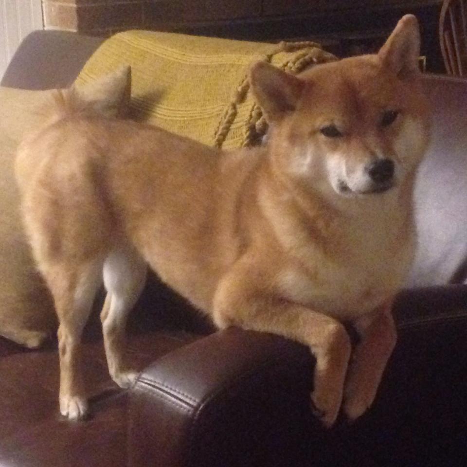 史上最年轻“冠军新星”初登欧冠舞台，最年轻欧冠进球