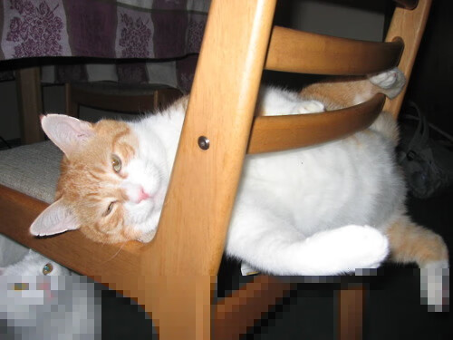 九游APP官网-哈兰德梅开二度，欧冠锋线新宠闪耀，德甲 哈兰德